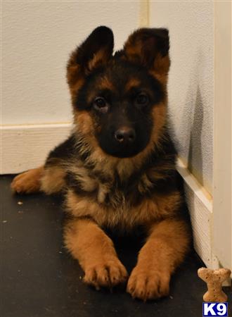 blueridgelanegsd Picture 1